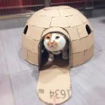 Casita casera de cartón para gato
