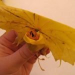 También haga la siguiente hoja