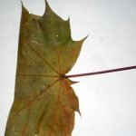 Dobla la hoja por la mitad
