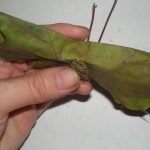 Aplicar la segunda hoja