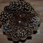 Base de la cesta