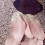 Formamos espacios en blanco con una plancha