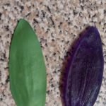 Dobla el pétalo por la mitad y ondula los bordes