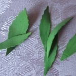 Cortar hojas de 3-7 cm de tamaño.