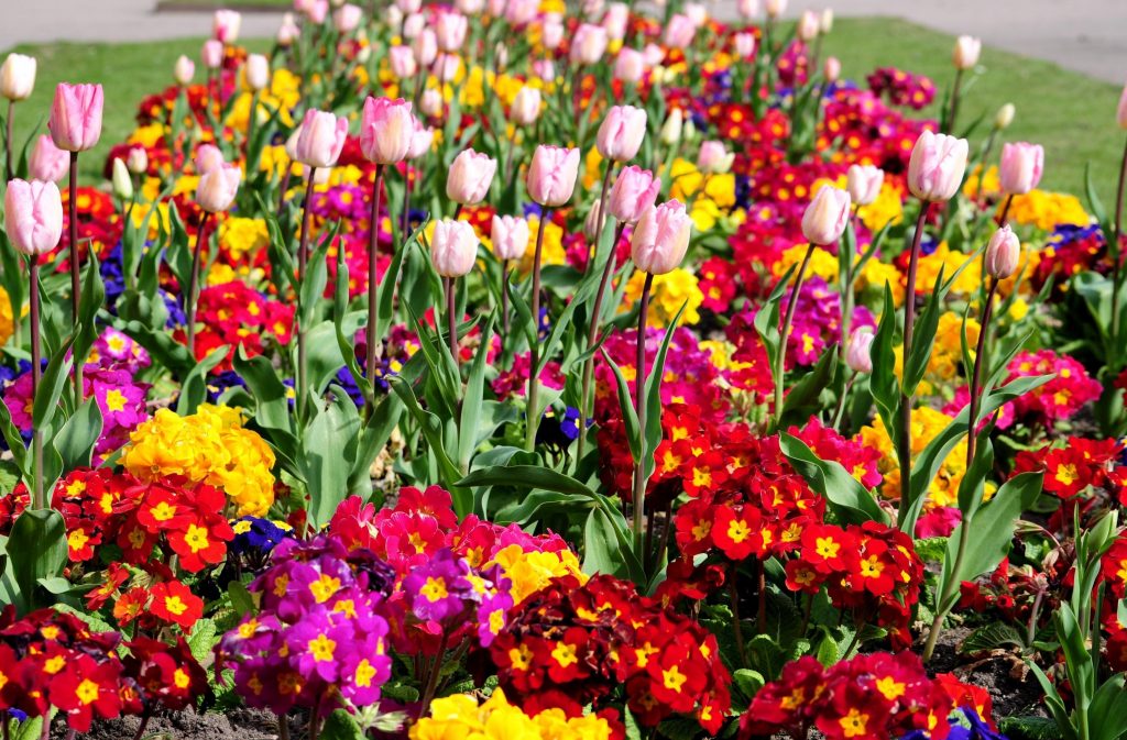 Flores perennes en el macizo de flores