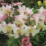 Flores de lirio