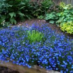 Flores azules de tamaño insuficiente