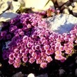Flores de menor tamaño
