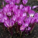 Flores de otoño