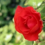 Rosa roja