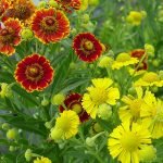 Flores de floración tardía amarillas y anaranjadas