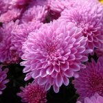 Flores de otoño rosa