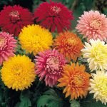 Flores aster