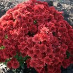 Aster otoño