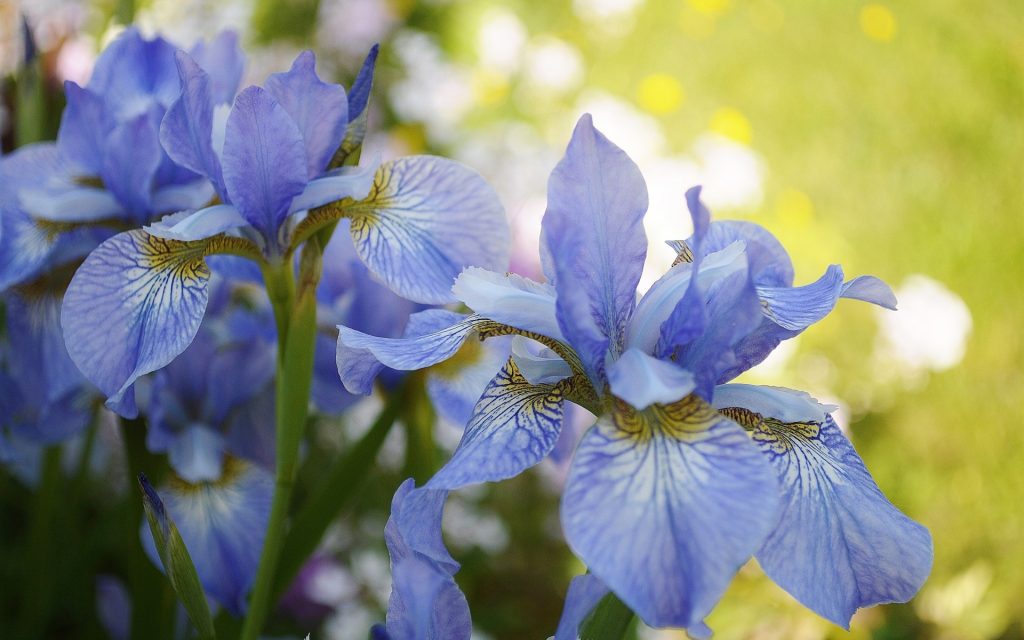 Iris en el macizo de flores