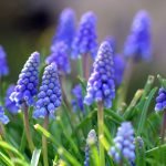 Flores de floración temprana