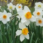 Narcisos blancos