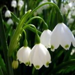 Snowdrops