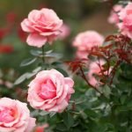Rosas rosadas