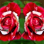 Dos rosas