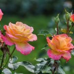 Rosas amarillas