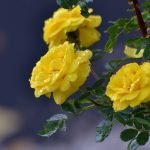 Rosas amarillas
