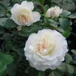 Rosas blancas