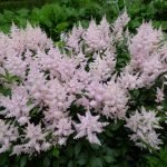 Astilbe rosa
