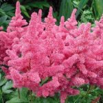 Astilbe rosa