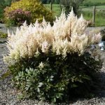 Astilbe blanco