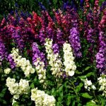 Flores altas
