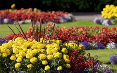 Lista de flores perennes para una casa de verano y jardín.