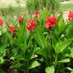 Flores rojas altas