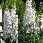 Delfinios Blancos