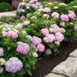 Hortensia