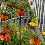 Flores de verano