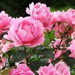Rosas