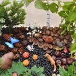 Bosque en una caja
