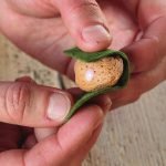 Pegue la tela en la tuerca