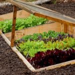 Camas calientes con cultivos caducifolios