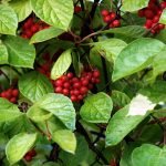 Schizandra