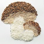 Hongos