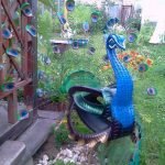 Pavo real