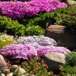 Florecimiento de phlox