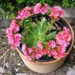 Plantas de interior