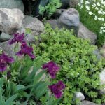 Arbusto de iris