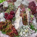 Sempervivum en el macizo de flores