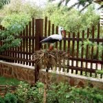 Cigüeña en el macizo de flores