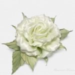 Rosa blanca