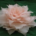 Rosa hermosa